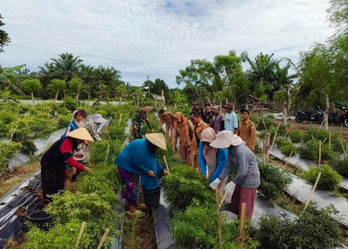 Perkuat Ketahanan Pangan, Pemdes Suka Menanti Targetkan Budidaya Cabai Jadi Sumber PAD Desa