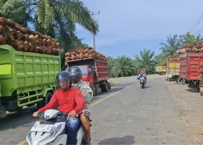 Antrean Truk Sawit PT KAS Mengular di Jalan Nasional, Warga Teramang Jaya Minta Polres Mukomuko Turun Tangan