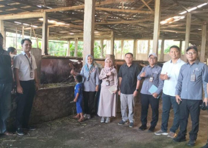 Hari Raya Idul Adha 1446, Kota Bengkulu Terima Bantuan Sapi Kurban Limousine 885 Kg dari Presiden Prabowo