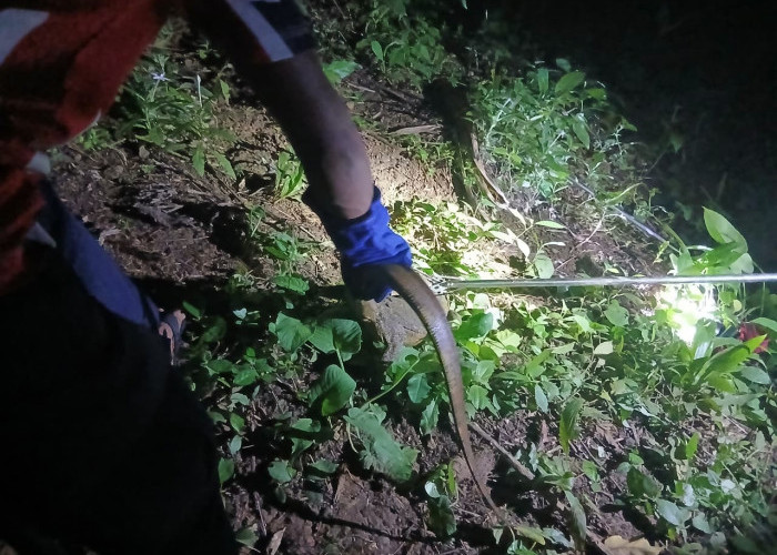  Damkar Bengkulu Selatan Evakuasi Biawak dari Sumur Warga, Kasat Pol PP: Respons Cepat Lindungi Masyarakat