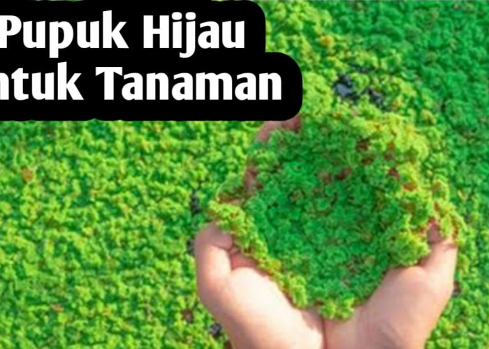 Penggunaan Pupuk Hijau untuk Tanaman, Mampu Memperbaiki Struktur Tanah