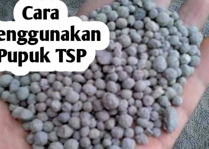 Cara Menggunakan Pupuk TSP untuk Menyuburkan Tanaman, Ini Manfaatnya