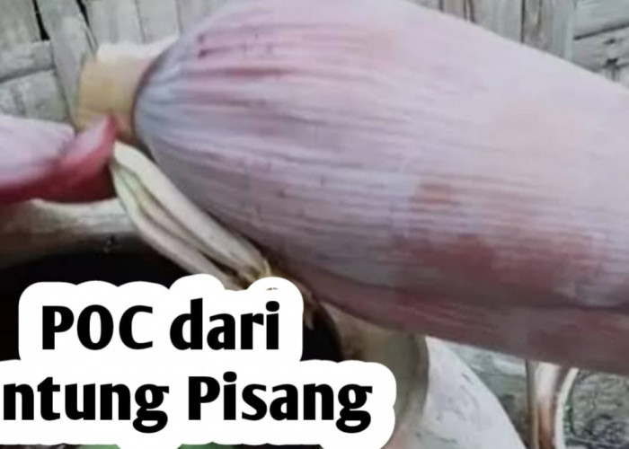 Mudah, Ini Cara Membuat Pupuk Cair dari Jantung Pisang