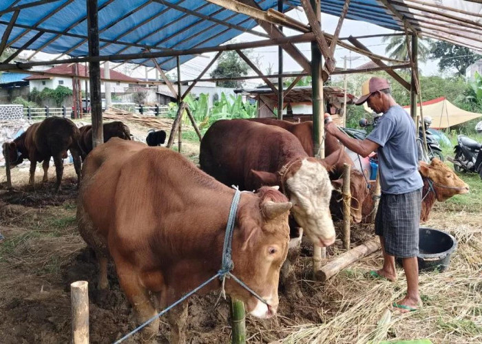 Sapi Kurban di Kota Bengkulu Capai 80 Ekor, Pemkot Prioritaskan Masjid yang Belum Pernah Menerima