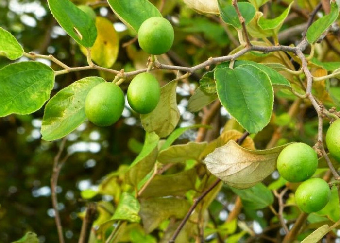 Miliki Rasa Manis yang Khas, Kenali 10 Manfaat Buah Bidara Untuk Kesehatan Tubuh 