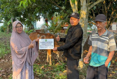 Jumlah Hewan Kurban di Kota Bengkulu Naik 5 Persen, Antusiasme Warga Meningkat