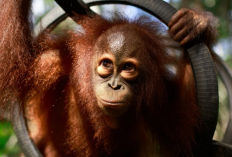 Kabut Asap Karhutla Tak Kunjung Hilang, Warga Samarinda Khawatirkan Nasib Orangutan