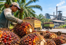 Dua PKS di Mukomuko Beli TBS Rp3.010 per Kilogram, Sembilan Lainnya di Bawah Rp3.000