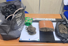 Terungkap dari Laporan Warga, Polisi Ringkus Pengedar Ganja di Dua Lokasi Kota Bengkulu