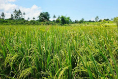  Melangkah Menuju Kemandirian Pangan Beras di Perbatasan