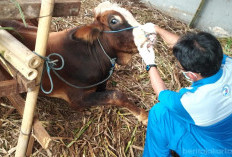 Bebas PMK dan Jembrana, Dispangtan Kota Bengkulu Garansi Hewan Kurban 1447 H Aman Dikonsumsi