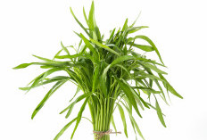 Sayur Kangkung, Sayuran Biasa Tapi Manfaatnya Luar Biasa