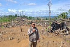 Kemenhut: Gajah Sumatera di Bentang Sebelat Terdesak Perambah, Tersisa 25 Ekor