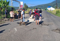 Pasca Kecelakaan Maut Remaja 14 Tahun, Warga Sukau Rajo Lebong Tambal Jalan Berlubang