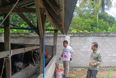 Jelang Idul Adha, Ratusan Hewan Ternak di Bengkulu Selatan Diperiksa