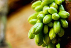 Kaya Vitamin C, Ketahui Manfaat Belimbing Wuluh Untuk Kesehatan Tubuh 