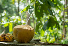 Benarkah Air Kelapa Bisa Menggantikan Minuman Elektrolit? Ini Faktanya