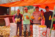 Irigasi Diperbaiki, Desa Batu Dewa Manfaatkan Sawah Kering Jadi Kebun Jagung