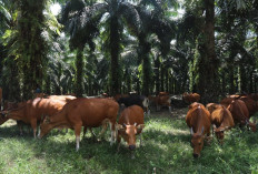 Hemat Biaya Pupuk dan Pakan, Dinas Pertanian Mukomuko Dorong Program Integrasi Sapi-Sawit