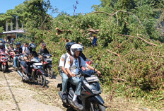 Pohon Tumbang di Jembatan Air Manna Tutup Jalinsum, Enam Motor Rusak Tertimpa
