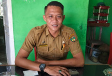 Sapi Berkeliaran di Pantai, Kelurahan Pasar Bawah Gandeng Satpol PP