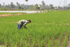  Penyaluran Benih Padi dan Jagung Capai Target, Petani Bisa Ajukan Tambahan