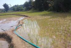 Kemarau Diprediksi Panjang, BPBD Bengkulu Selatan Siaga Distribusi Air Bersih