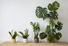 5 Tanaman Hias Pembawa Hoki Menurut Feng Shui, Cocok untuk Indoor dan Outdoor