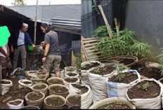 Miliki Ratusan Batang Ganja, Residivis Kembali Diamankan