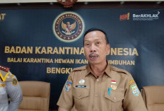 Stok Hewan Kurban Bengkulu Aman, Capai 20 Ribu Ekor Sapi Jelang Idul Adha 2026