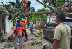BPBD Kota Bengkulu Evakuasi Pohon Tumbang di 6 Titik, Warga Diminta Hindari Parkir di Bawah Pohon
