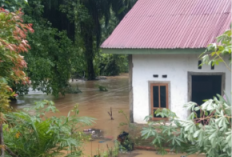 Air Bah Mengganas di Seluma, Pohon Sawit Tumbang Blokade Jalan Nasional Bengkulu–Manna
