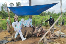 Darurat Satwa di Mukomuko: BKSDA Lakukan Nekropsi, Kapolres Tegaskan Jalur Hukum
