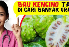 Inilah 4 Manfaat Buah Mengkudu untuk Kesehatan Tubuh