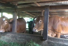 Rincian Hewan Kurban Bengkulu Utara, 7.866 Sapi dan 5.292 Kambing Siap Potong
