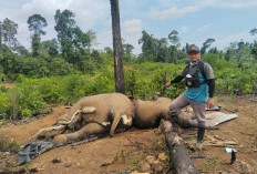 Misteri Kematian Gajah di Mukomuko, Polisi Turun Tangan Selidiki Dugaan Ancaman Serius Habitat Liar