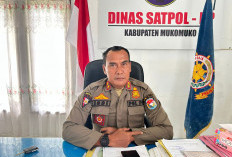 Satpol PP Mukomuko Perketat Pengawasan Ternak Liar, Pemilik Terancam Denda Rp3 juta Jika Melanggar