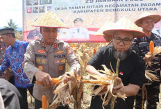 Gubernur dan Kapolda Bengkulu Panen Raya Jagung SADESAHE, Desa Tanah Hitam Raih Hadiah Rp1 Miliar