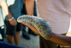 Bisa Diolah Sebagai Obat Tradisional, Ketahui 6 Manfaat Teripang Untuk Kesehatan Tubuh