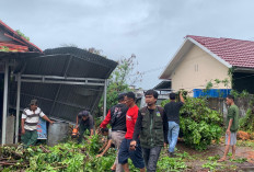 Hujan Deras Picu Pohon Tumbang, Usaha Warga dan Akses Jalan di Seruni Bengkulu Terdampak