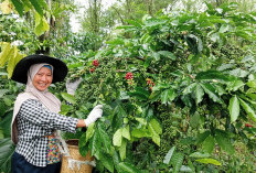 Mutigh Kawe(o): Dari Bengkulu, Membangun Narasi Kopi Islam – Sumatera