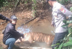 Hutan Mukomuko Makin Mencekam, Kini Harimau Sumatera Mati di Tengah Kebun Sawit Ilegal