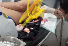 Pulang dari Pesta, Kades Padang Genteng Dibacok OTK, Pelaku Diburu Polisi