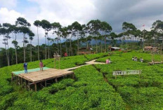 Antisipasi Terjadi Macet, Polres Kepahiang Rekayasa Lalu Lintas ke Wisata Kebun Teh Kabawetan