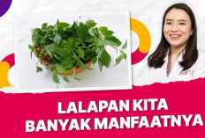 Kemangi Bukan Sekadar Lalapan, Tapi Punya Banyak Manfaat untuk Kesehatan Tubuh