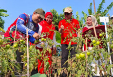 Di Tengah Efisiensi, Kebun Bantu Rakyat Jadi Contoh Pemanfaatan Pekarangan OPD Bengkulu