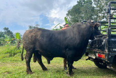 Lolos Seleksi Ketat Provinsi, Sapi Kurban Kepresidenan Direncakan Potong di Keban Agung II Kedurang