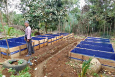Dorong Peningkatan Ekonomi Warga, Desa Padang Siring Siapkan 20 Kolam Budidaya Belut