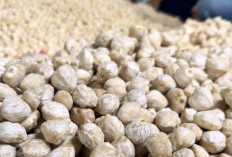 Hilirisasi Kemiri Tingkatkan Pendapatan Tanpa Tebang Pohon