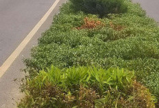 Kemarau Picu Bunga Taman Kota Bengkulu Layu, DLH Optimalkan Penyiraman dan Gandeng Damkar
